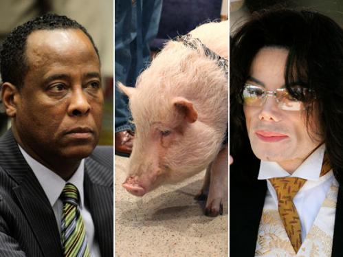 Murray-Pig-MJ