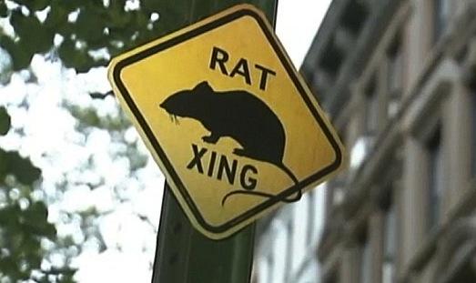 Rat xing sign