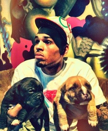 Chris Brown, Dogs/celebrity gossip