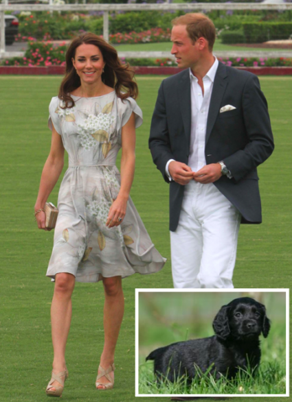 Prince William, Kate Middleton, Puppy