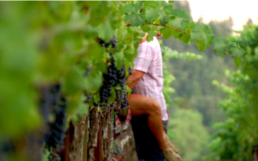 Teresa & Joe in the Vineyard