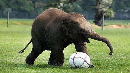 Baby Elephant Playing Soccer