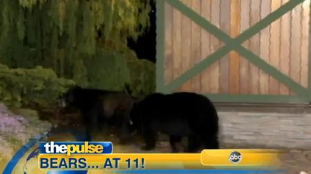 Bears Interrupt Weather Report
