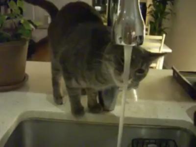 Cat Tries, Fails to Drink Water