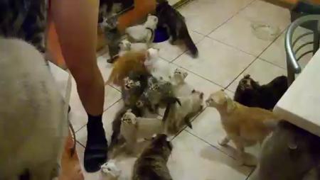 Crazy Cats Await Food