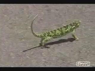 Dancing Lizard