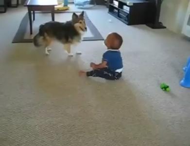 Dog Runs Around, Baby Laughs