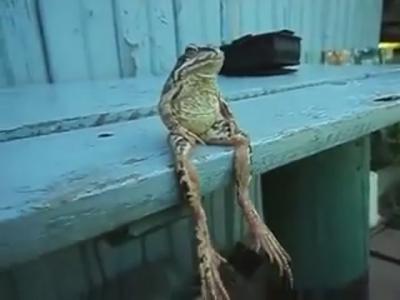 Frog Sitting on a Bench