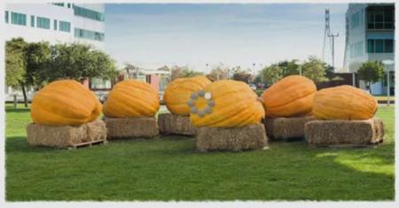 Google Pumpkin Carving Video: Coolest Logo Ever?