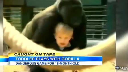 Gorilla Plays With Toddler