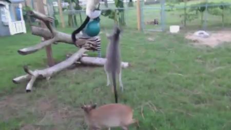 Kangaroo and Lemur Play