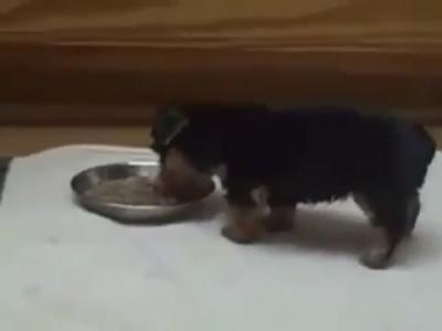 Puppy Psyched For Dinner