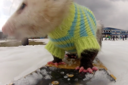 Snowboarding Opossum